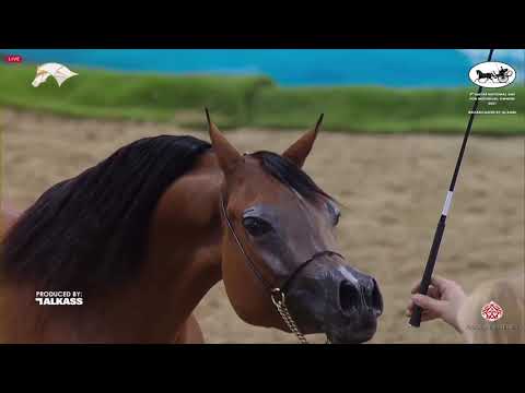 N 112 JAMILAH AL RASHEED   9th Qatar National AHS for Individual Owners   Fillies 3 Years Old Class