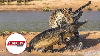 LIVE: Kutoka Mbuga za Wanyama Serengeti Tanzania
