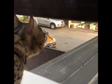 JErso Peanut The Bengal Cat excited to see birds outside the window