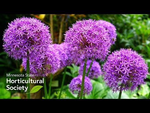 , title : 'Amazing Allium'