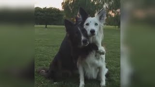 ЛУЧШИЕ ПРИКОЛЫ 2018 АПРЕЛЬ — Самые смешные видео | ЛИГА СМЕХА