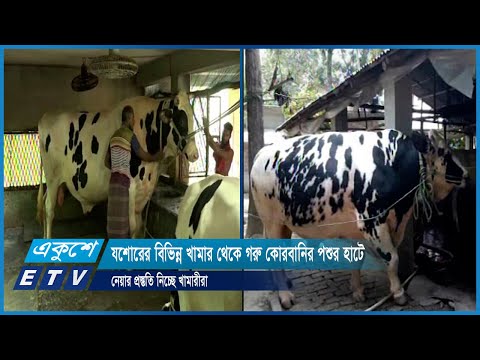 যশোরের বিভিন্ন খামার থেকে গরু কোরবানির পশুর হাটে নেয়ার প্রস্ততি নিচ্ছে খামারীরা | ETV News