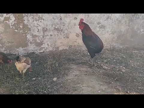 Meet the Rare Tailless Rooster – Nature’s Surprise!