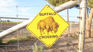 On The Ranch with Adams Natural Meats | PreFocus Insight Media