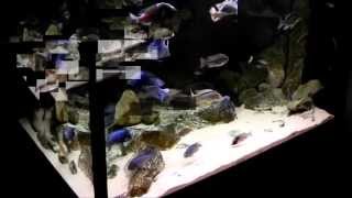 preview picture of video '1200 Liters Malawi Biotope Tank -10 months UPDATE..in HD'