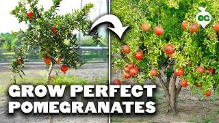 Growing Pomegranates, the Fruit Of The Gods