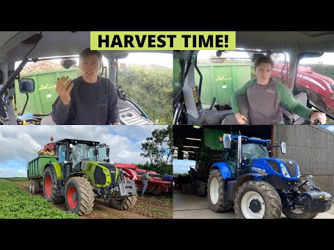 HARVEST TIME - POTATOES 2020!