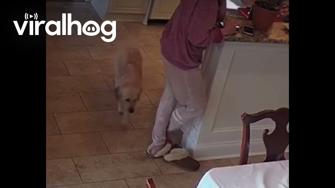 Dog Takes Off With Unattended Slipper || ViralHog
