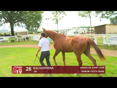 Chaser Day 2018 : Lot 26 - GALVARDENA