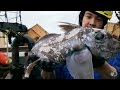 The Haunting Ghost Shark