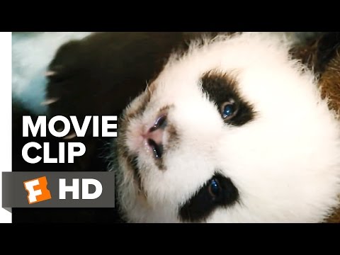 Born in China Movie CLIP - Meet Ya Ya & Mei Mei (2017) - Documentary