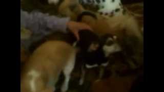 MARIA FEEDING HER DOGS IN THE YARD.3gp