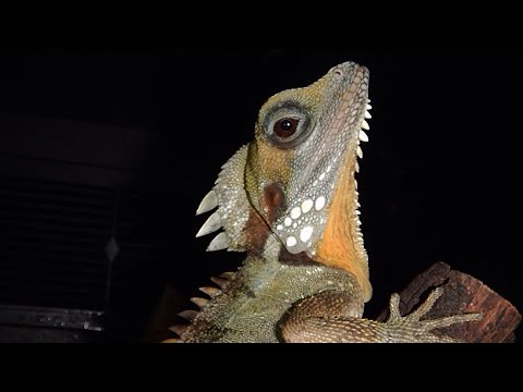 Boyds Forest Dragons!!