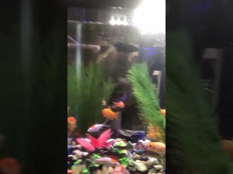 Fahmida Anam USA is live!