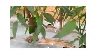Download lagu Testimoni pupuk Nasa pada tanaman cabe /081236790308 mp3 Download lagu Testimoni pupuk Nasa pada tanaman cabe /081236790308 mp3