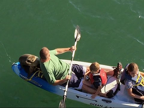 Sea Lion Hitches Ride on Family Kayak