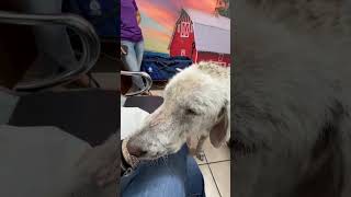 Video preview image #1 Great Pyrenees Puppy For Sale in Houston, TX, USA