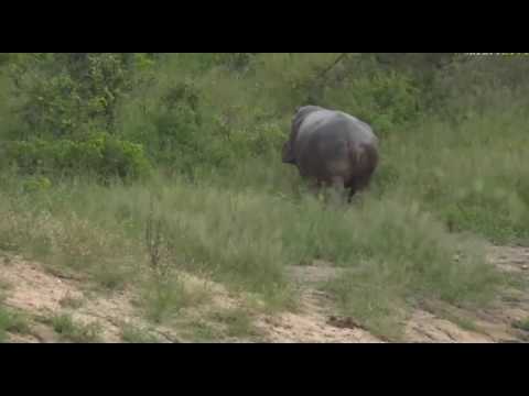March 03, 2017- Hippo coming out of the water with Stefan while on Bush Walk