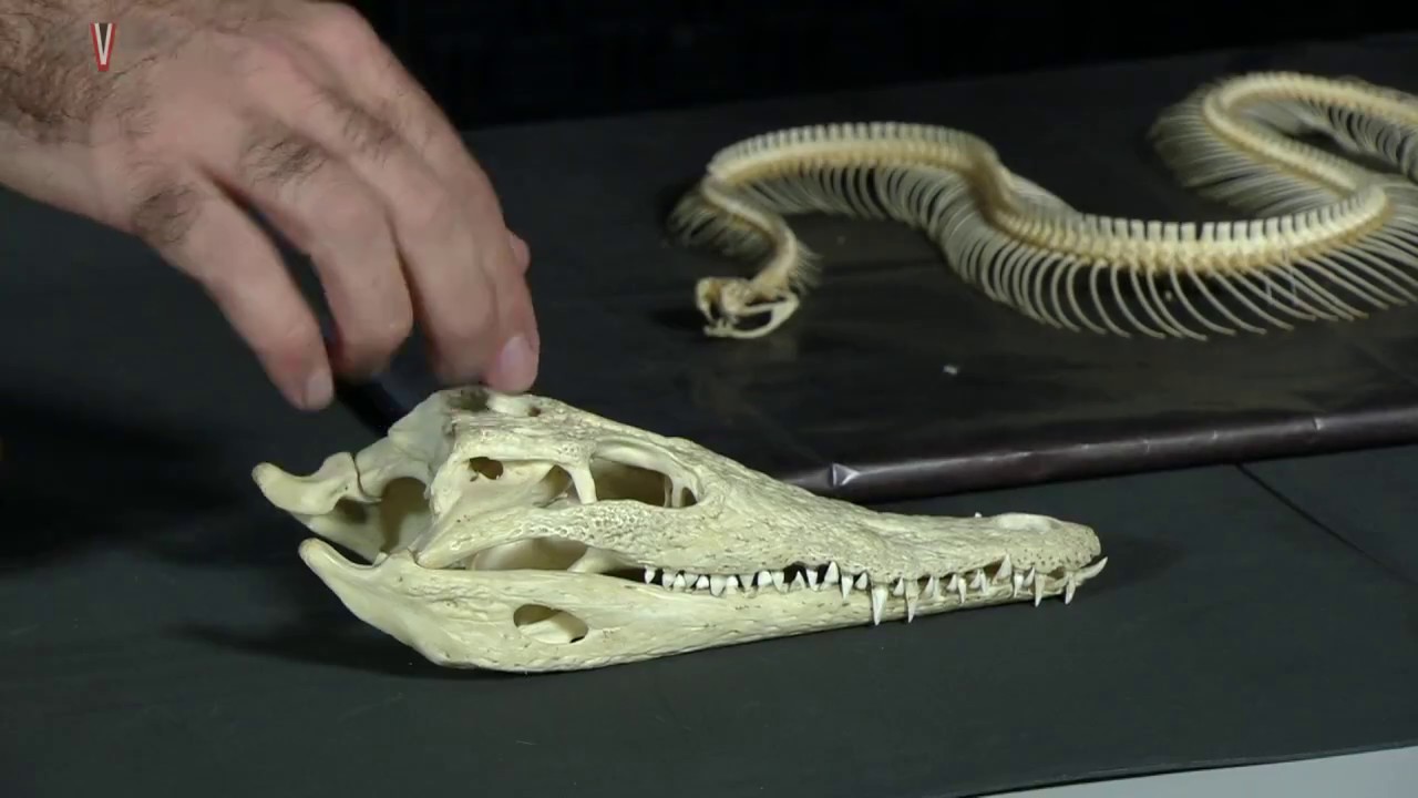 Zoologia dos Vertebrados - Aula 11- Répteis