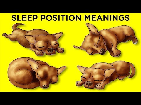 What Your Dog’s Sleeping Position Reveals About Them