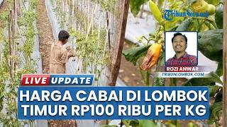 Imbas Cuaca Ekstrem, Stok Cabai Menipis dan Harga Naik di Lombok Timur Rp100 Ribu per Kilogram