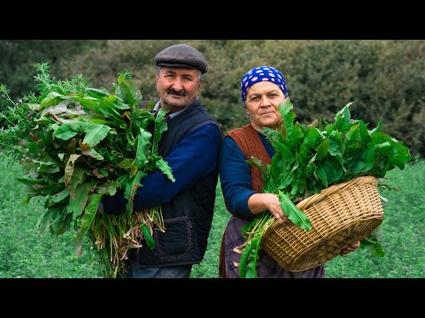 Free Food From Nature: How to Keep Wild Sorrel Fresh for Years