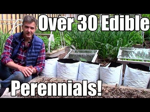 Over 30 Edible Perennials in a Small Garden!