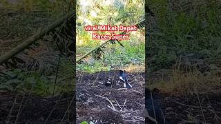 Download lagu Viral Cara Mikat Kacer Susah Dipikat#mikat#kacer #mikatkacer #burung #kicaumania #birds #kacermania mp3