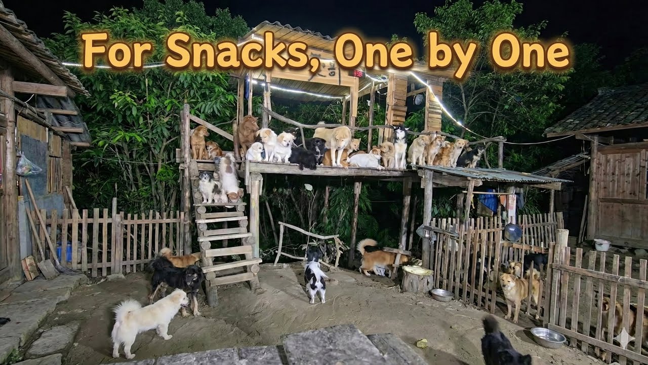 🔴LIVE  Evening meals for stray dogs | 野良犬の夕食