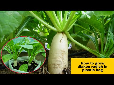 How to grow Daikon Radish in plastic bag  / Easy way to grow daikon  radish from seed