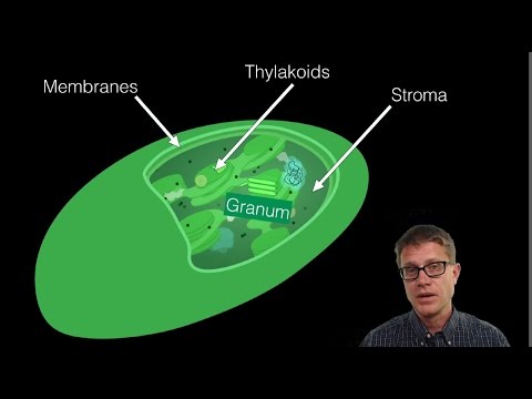 The Chloroplast