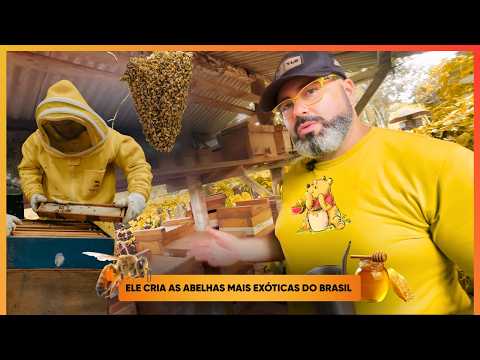 🐝  Conheça a criação de ABELHAS que está chamando atenção no Brasil #brasil #mel #abelha