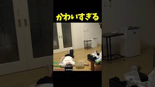 ペットの前で倒れる加藤純一【加藤純一/うんこちゃん/切り抜き】