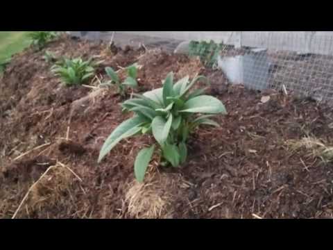 Vallört och avtäckning av odlingsbäddarna