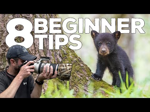 8 BEGINNER TIPS for Wildlife Photography
