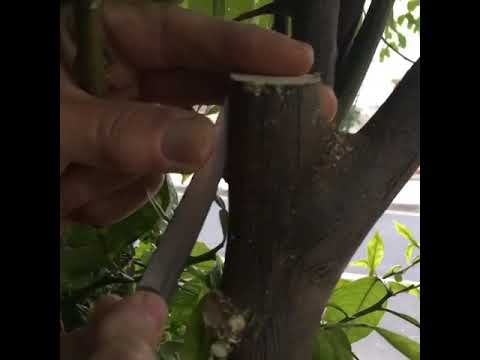 Injerto de naranjo por pasos