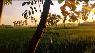 Download lagu CINEMATIC ALAM PAGI HARI | cinematic 30 detik | story wa pagi hari | aesthetic video nature mp3
