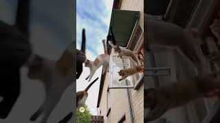 Cat rush #sora2  #aivideo  #shorts