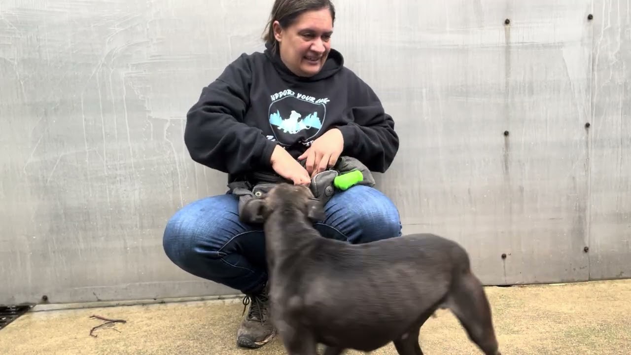 Enlarge Feisty, a ADOPTABLE Pit Bull Terrier in Chicago, IL video 5/5