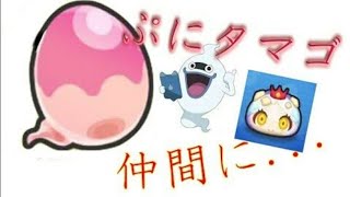 【ぷにぷに】ぷにタマゴに挑戦！！