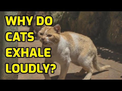 Is It Normal For Cats To Snort?