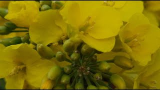 Flowerbed (Short film)