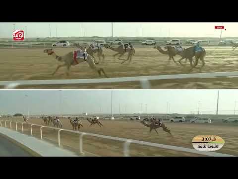 ش 8 (مشبب) لـ سهيل قريع سالم بالروس العامري 5:52:24 , مهرجان ختامي الشحانية 2026/04/20 حقايق