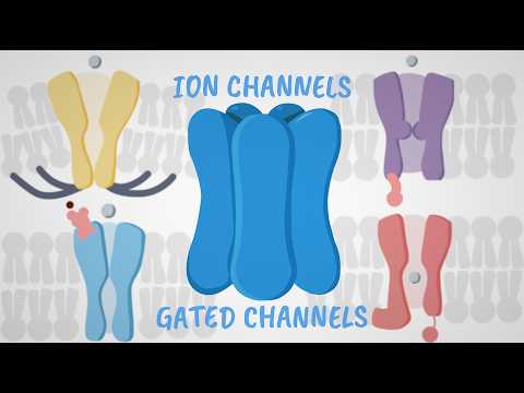 Ion Channels Explained With Fun Animations!