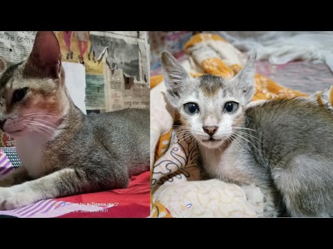 My mini 🥰 is funny and aggressive movement 😀