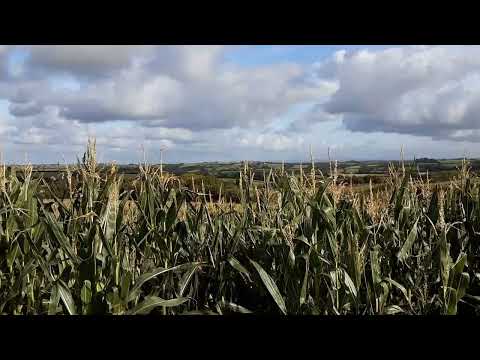 Euros Childs - See Saw