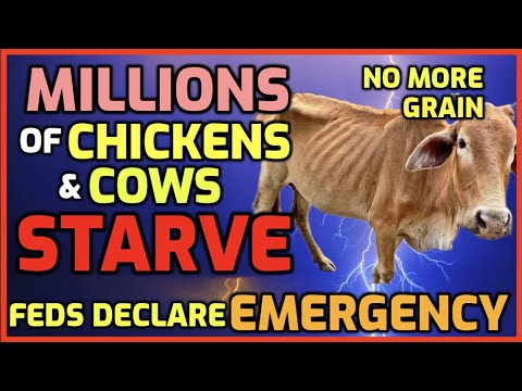 Millions Of Chickens & Cows Starve! Feds Declare Emergency! No Grain! - Patrick Humphrey