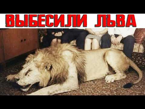 Лев слетел с катушек. Случай Берберовых