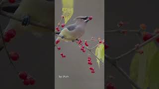 Cedar Waxwing in candy land.  Happy to report our new channel hits 3K sub today! #birds #wildlife