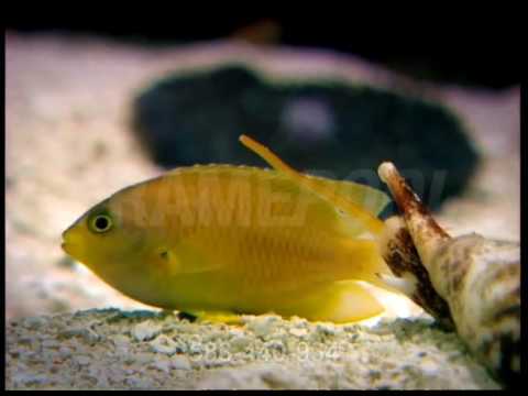 Cone Snail Lurking